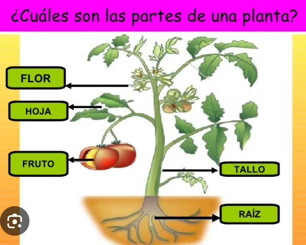 Partes de las plantas